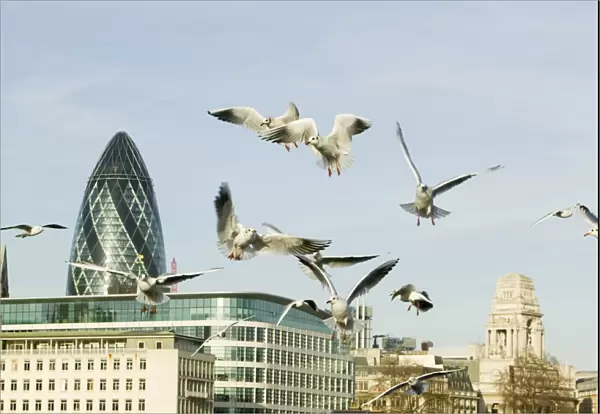Black Headed Gulls over the Thames in front of the Swiss Re Tower in London UK