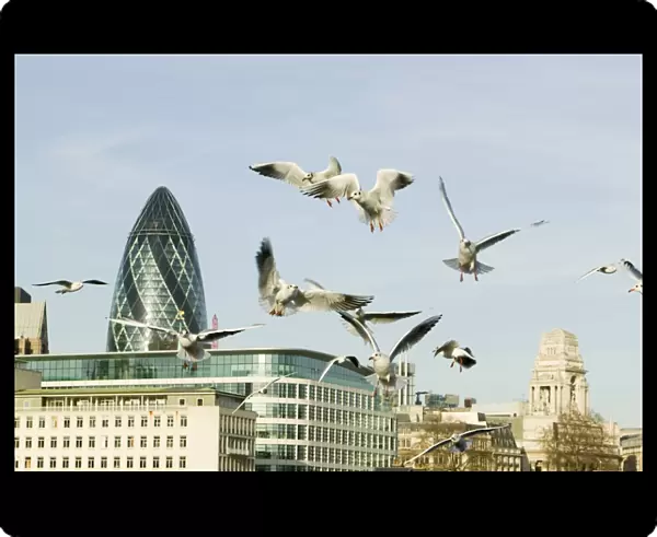 Black Headed Gulls over the Thames in front of the Swiss Re Tower in London UK