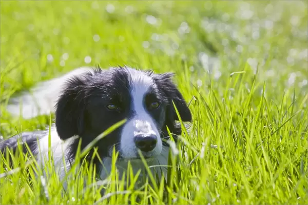 A Border Collie dog lying in the grass
