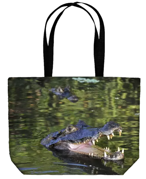 Pantanal caimans, Caiman crocodilus yacare, San Francisco Ranch, Miranda, Mato Grosso do Sul, Brazil