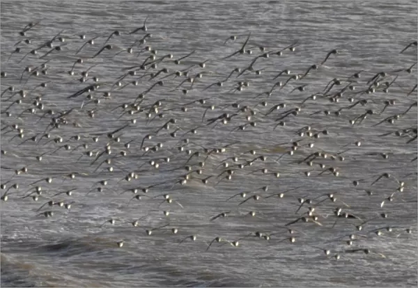 Flock of greenshank in flight, St. Ishmaels