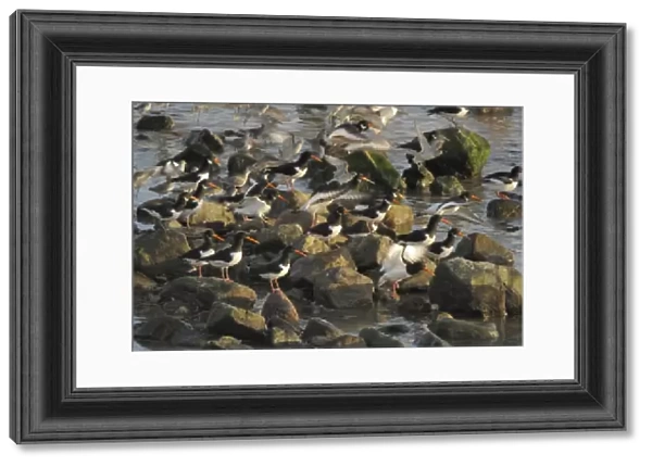 Flock of oystercatcher and greenshank, St. Ishmaels, Cardigan Bay (rr)