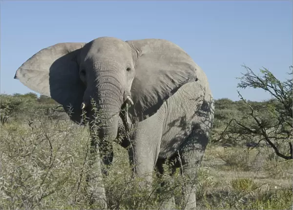 Elephant. Etosha National Park, Namibia