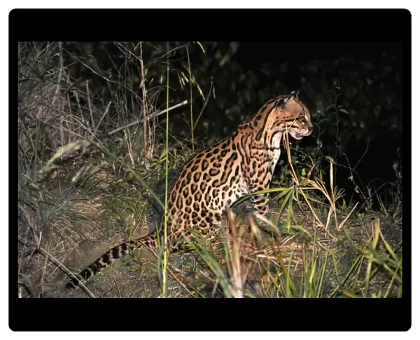 Ocelot, Leopardus pardalis, at night, Fazenda San Francisco, Miranda, Mato Grosso do Sul, Brazil
