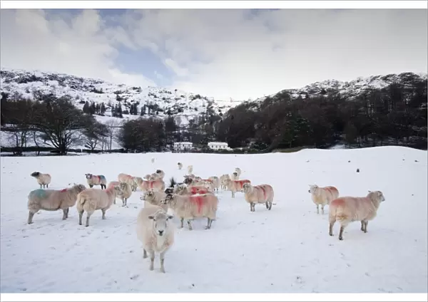 Sheep in a field in Grasmere in the Lake District National Park UK in snow