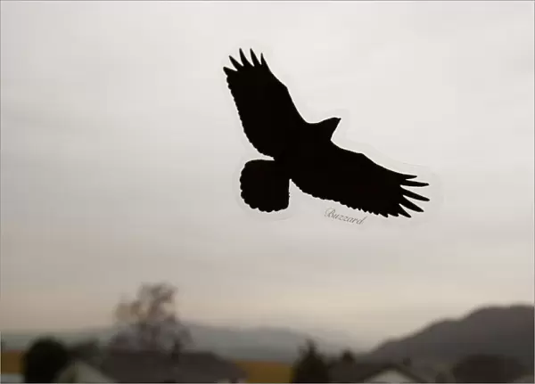 A bird of prey sticker on a window to prevent birds flying into the window