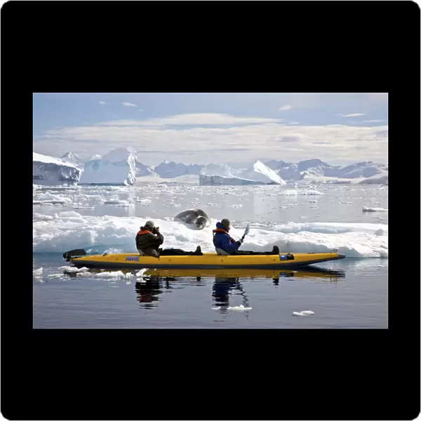 kayaking with a leopard seal near Danco Island, Antarctica. The Leopard seal (Hydrurga leptonyx) is the second largest species of seal in the Antarctic (after the Southern Elephant Seal), and is near the top of the Antarctic food chain. It can live