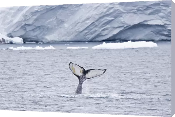 Humpback whale (Megaptera novaeangliae) surfacing near the Antarctic Peninsula. One of the larger rorqual species, adults range in length from 12 16 metres (40 50 ft) and weigh approximately 36, 000 kilograms (79, 000 lb). The humpback has a