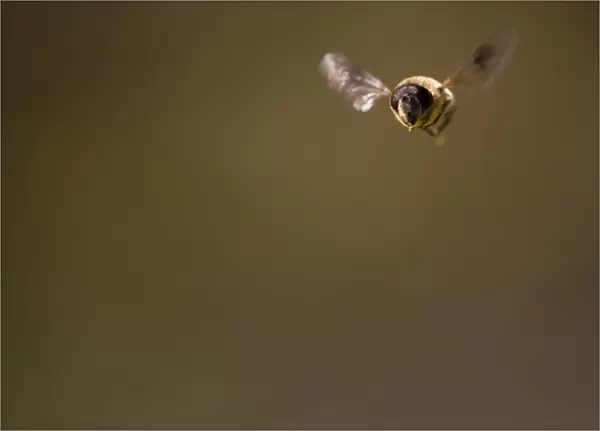 Drone Fly (Eristalis tenax) in mid hover, dark background, head on view. Argyll, Scotland, UK
