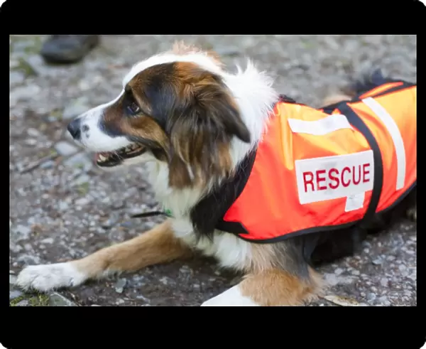 Accredited Search dogs used by handlers of the Search and Rescue Dog Association