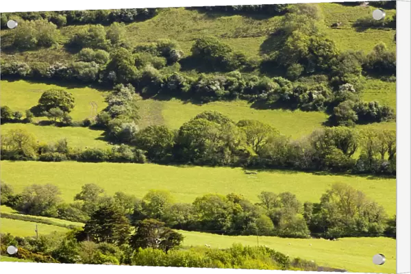 Field boundaries on ancient farmland above Combe Martin in north Devon, UK
