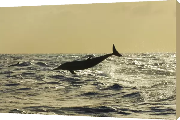 Atlantic spotted dolphin (stenella frontalis). A spotted dolphin breaching in the late afternoon light in a silvery sea. Eastern