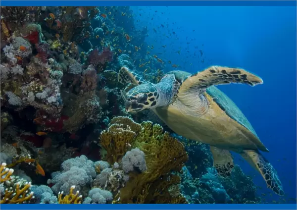Turtle, Egyptian Red Sea, scenic view of reef, blue background 30-6-07