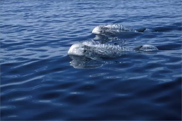 Rissos Dolphins (Grampus griseus) adults, porpoising, surfacing. Azores, Portugal, Atlantic