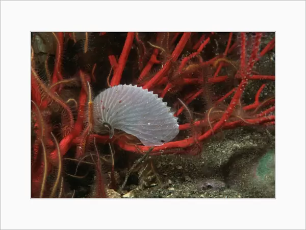 Empty shell on red gorgonian with brittle stars. USA, Channel Islands, CA