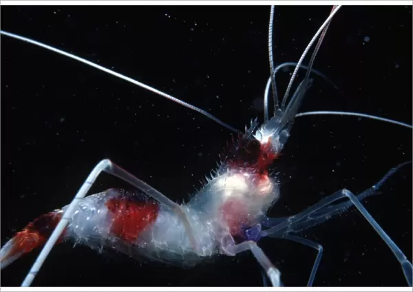 Banded coral shrimp (cleaner shrimp) (Stenopus hispidus). Indo Pacific