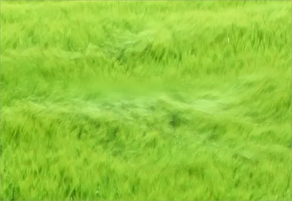 A cereal crop blowing in the wind in Norfolk, UK