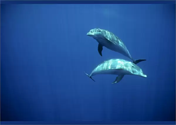 Bottlenose dolphins underwater. (Tursiops truncatus). Galapagos Islands, Ecuador