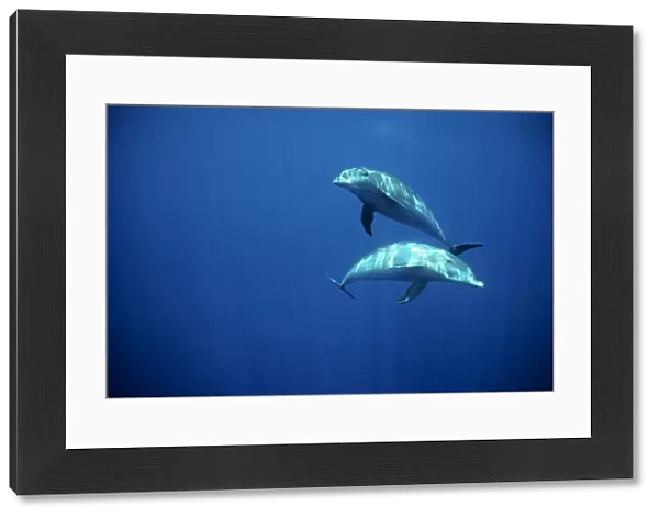 Bottlenose dolphins underwater. (Tursiops truncatus). Galapagos Islands, Ecuador