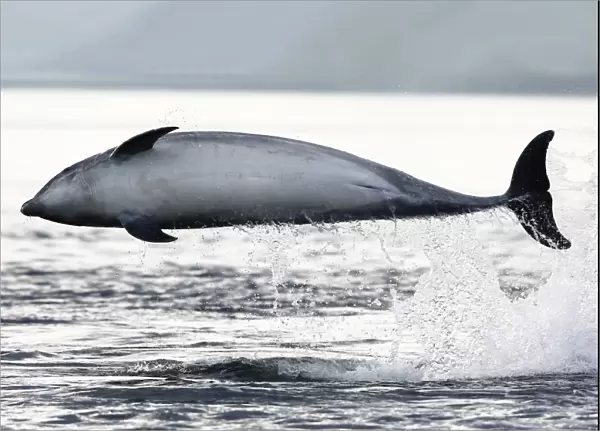 Bottlenose Dolphin (Tursiops truncatus) breaches sideways on a very backlit morning, Moray Firth, Scotland