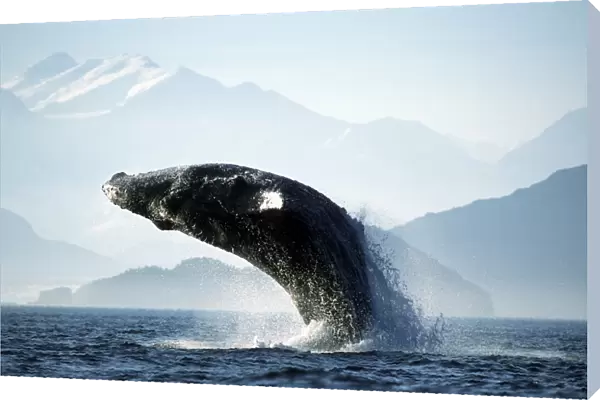 Adult Pacific Humpback Whale, Megaptera novaeangliae, breaching in Cross Sound, Southeast Alaska