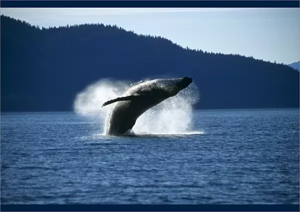 Humpback Whale breaching (Megaptera novaeangliae). Tenakee Inlet, S. E. Alaska