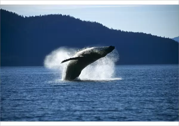 Humpback Whale breaching (Megaptera novaeangliae). Tenakee Inlet, S. E. Alaska