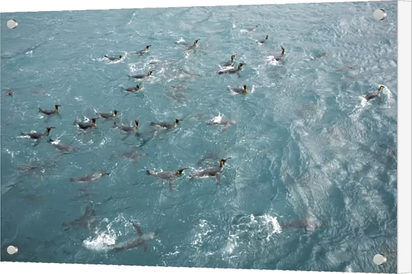 Adult king penguins (Aptenodytes patagonicus) swimming in the clear waters of Right Whale Bay on South Georgia Island, South Atlantic Ocean