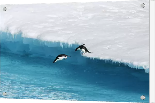 An adult Adelie penguin (Pygoscelis adeliae) pair leaping into the sea from an ice floe in the Weddell Sea, Antarctica