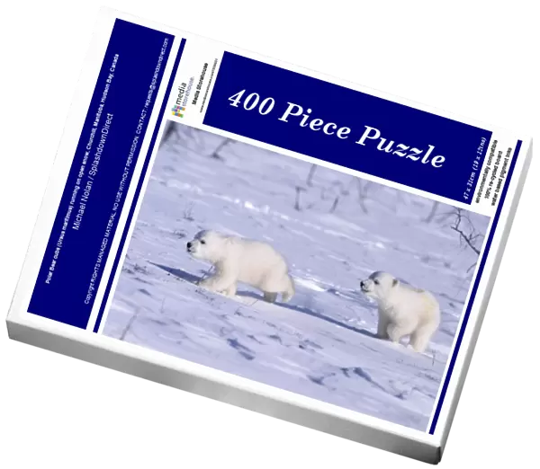 Polar Bear cubs (Ursus maritimus) running on open snow, Churchill, Manitoba, Hudson Bay, Canada