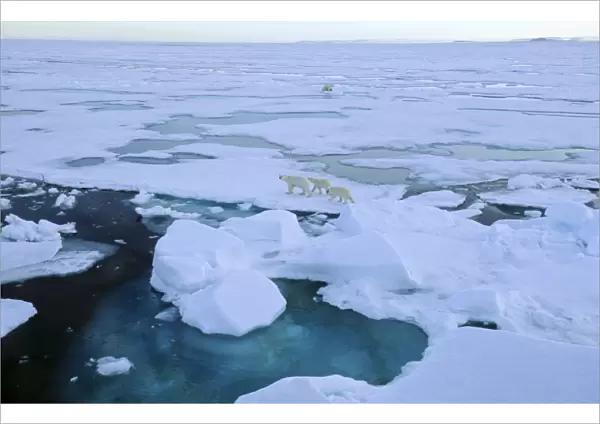 Two female Polar Bears (Ursus maritimus) accompanied by two cubs each walking off from each other after having had a close met up. South of Nordaustlandet, Svalbard Archipelago, High Norwegian Arctic
