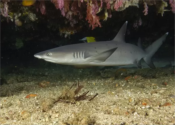 Whitetip reef shark, Triaenodon obesus, swimming in cave, Puerto Galera, Mindoro, Philippines (rr)