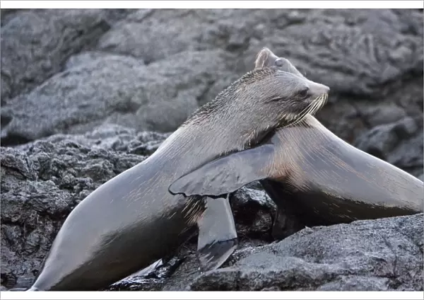 Adult male Galapagos fur seals (Arctocephalus galapagoensis) mock-fighting on lava flow of Santiago Island in the Galapagos Island Archipeligo, Ecuador. This small pinniped is endemic to the Galapagos Islands only. Pacific