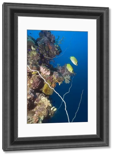 Pair of masked rabbitfish, Siganus puellus, swims over mast encrusted with coral, Shinkoku Maru, Truk lagoon, Chuuk, Federated States of Micronesia, Pacific