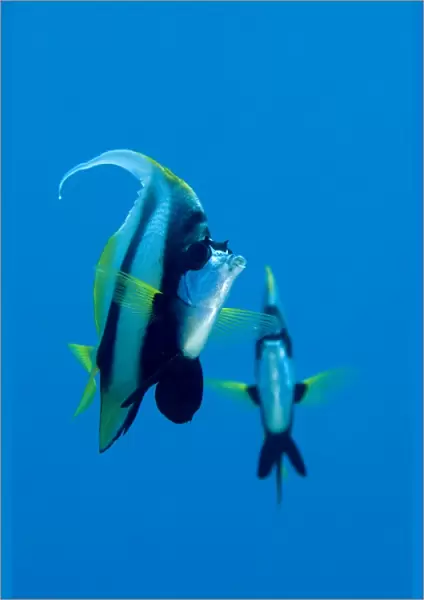 Pair of Red Sea Bannerfish (Heniochus intermedius). Red Sea