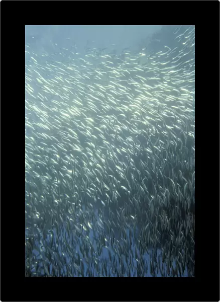 Large school of bait fish, silversides (Atherinidae ). Galapagos Islands, Ecuador
