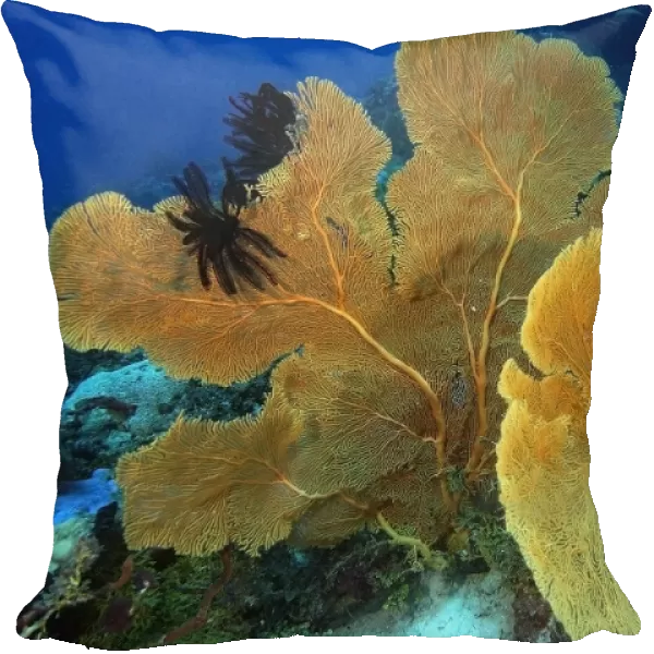 Fan coral, Subergorgia sp. with black feather stars attached, Namu atoll, Marshall Islands (N. Pacific)