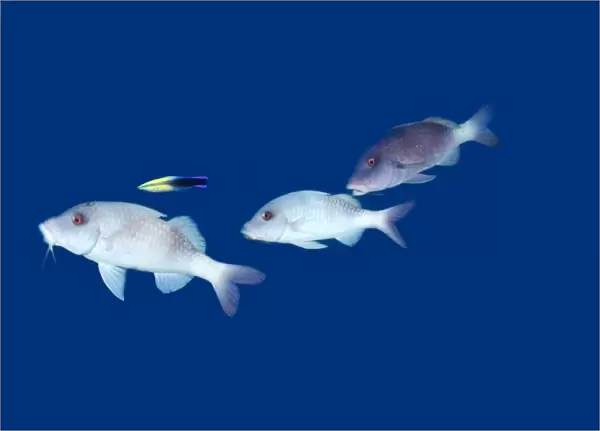 Doublebar goatfish, Parupeneus bifasciatus, white phase, and cleaner wrasse, Labroides dimidiatus, Kailua-Kona