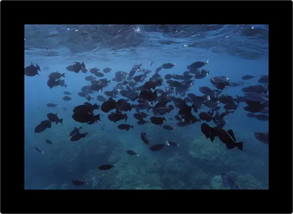Large school of black triggerfish, Melichthys niger, Hanauma Bay, Oahu, Hawaii