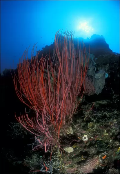 Sea Whips (Ellisella sp. ) under sun. Gorontalo, Sulawesi, Indonesia