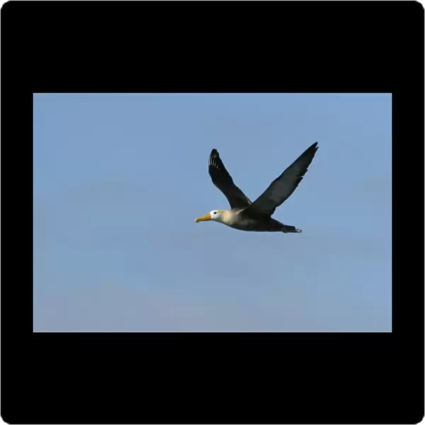 Adult waved albatross (Diomedea irrorata) in flight on Espanola Island in the Galapagos Island Group, Ecuador. Pacific Ocean. This species of albatross is endemic to the Galapagos Islands