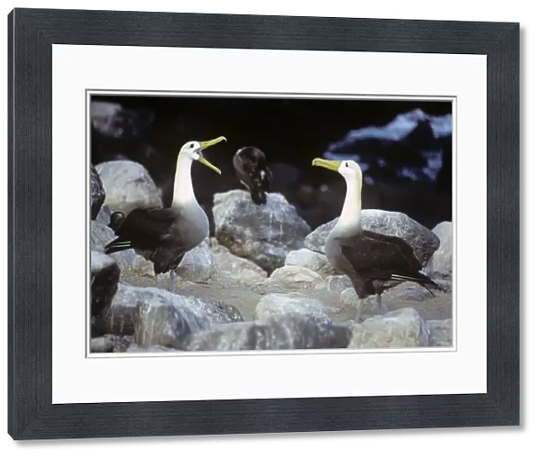 Waved albatross incubating. Galapagos. (Diomedea irrorata). Punta Suarez, Espa ola Island, Galapagos