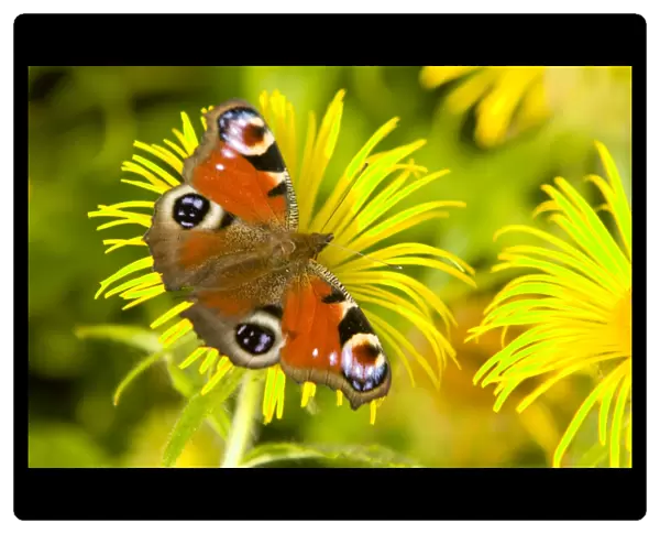 A small Peacock Butterfly feeding on a flower