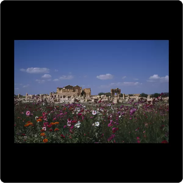 20025425. TUNISIA Sbeitla Roman ruins viewed across field of wild flowers
