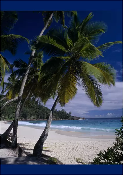 20077529. SEYCHELLES Mahe View through palmtrees towards sandy beach and turquoise sea
