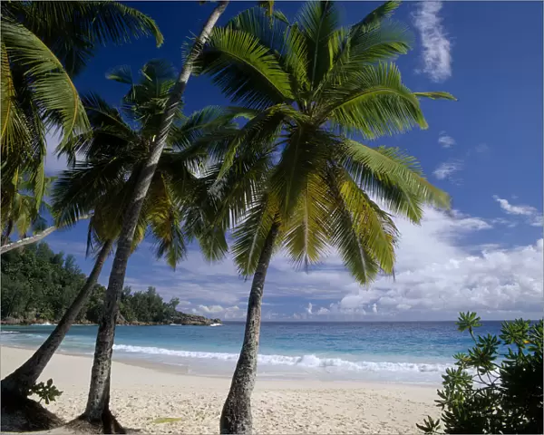 20077528. SEYCHELLES Mahe View through palmtrees towards sandy beach and turquoise sea