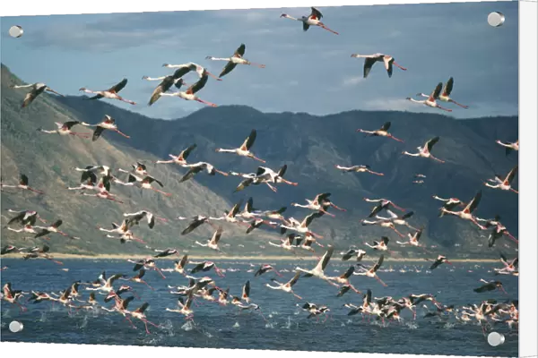 20034722. KENYA Lake Bogoria Mass of Flamingoes in flight over the water