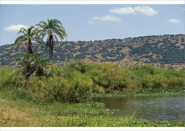 20070906. RWANDA Akagera Nat. Park Lake Ihema Landscape with lakeside palms