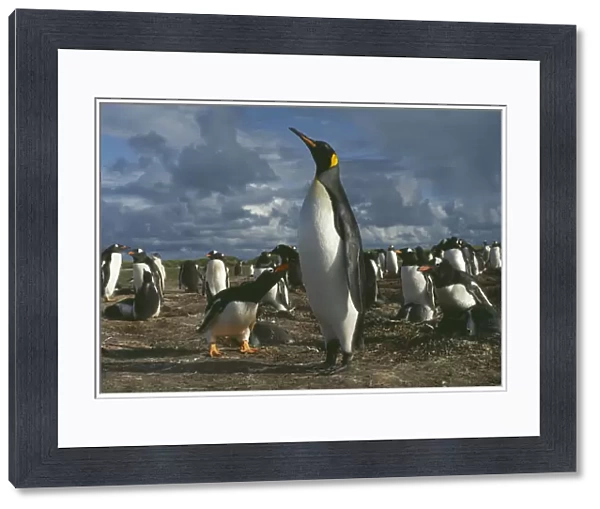 10005272. WILDLIFE Birds Penguins King Penguin walking among nesting Gentoo Penguins
