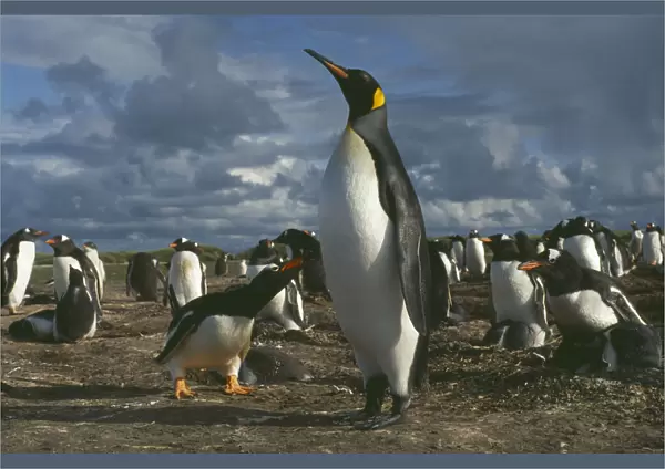 10005272. WILDLIFE Birds Penguins King Penguin walking among nesting Gentoo Penguins